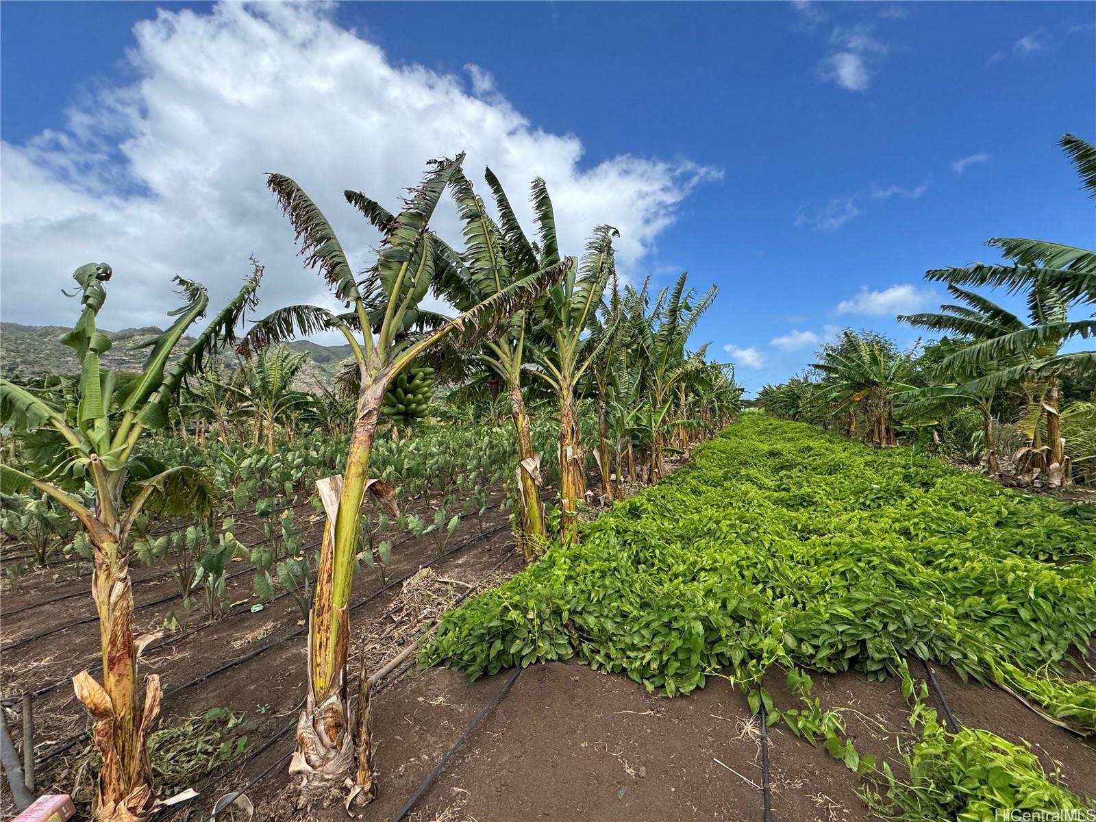 68-670 Farrington Hwy 10 Waialua, Hi vacant land for sale - photo 7 of 11