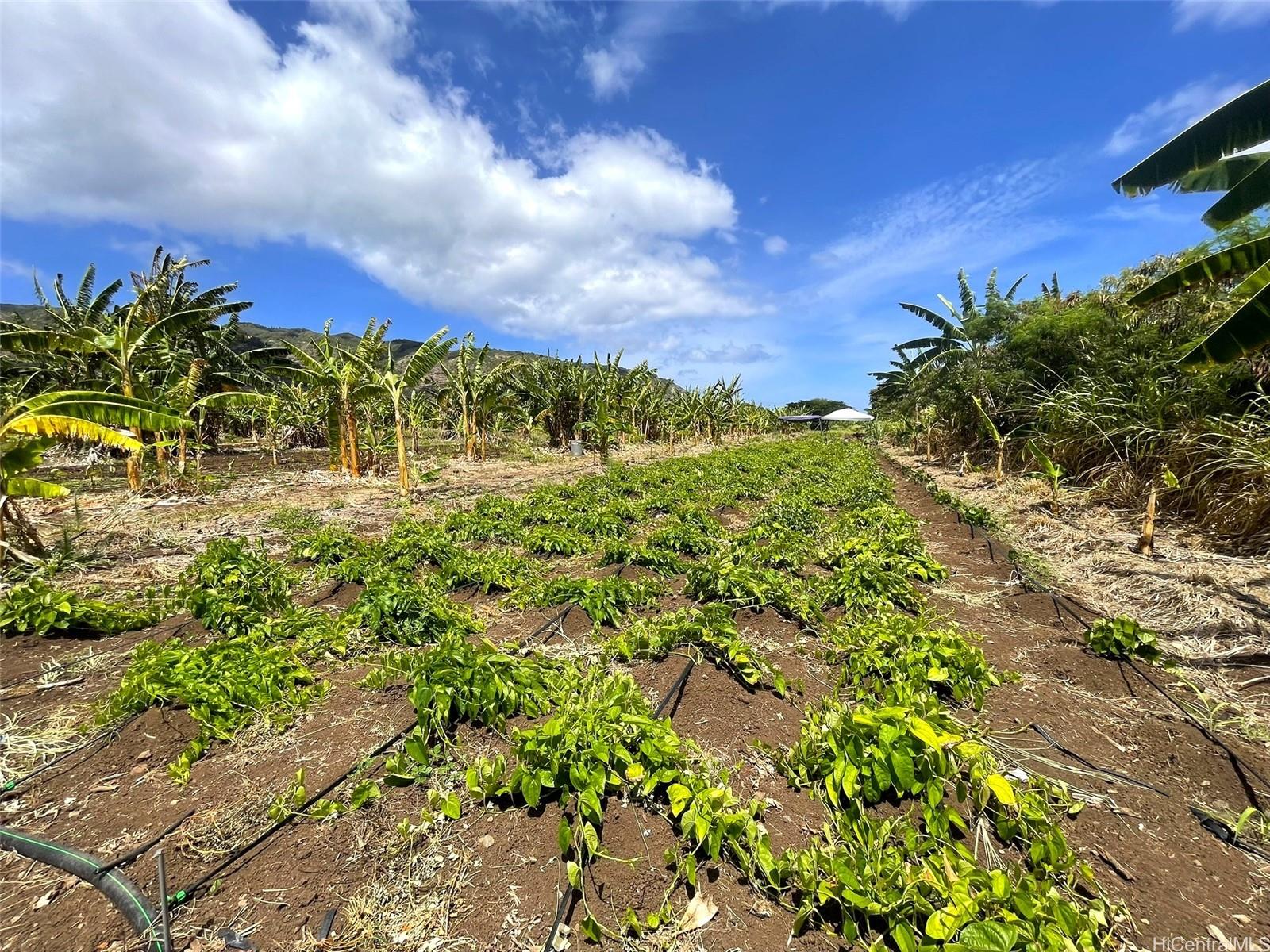 68-670 Farrington Hwy 11 Waialua, Hi vacant land for sale - photo 6 of 12
