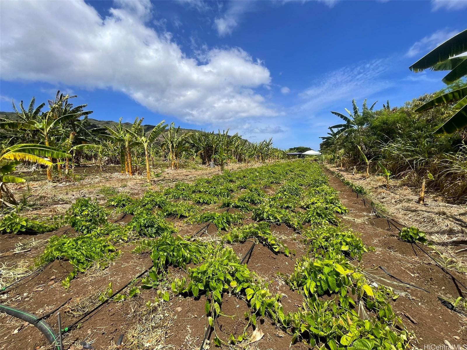 68-670 Farrington Hwy 11 Waialua, Hi vacant land for sale - photo 7 of 12