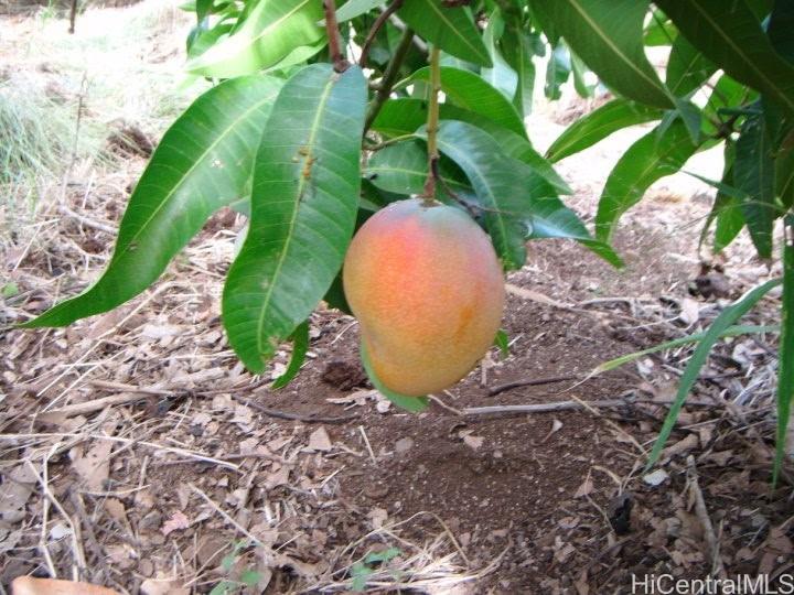 84-425  Makaha Valley Road Makaha, Leeward home - photo 20 of 23