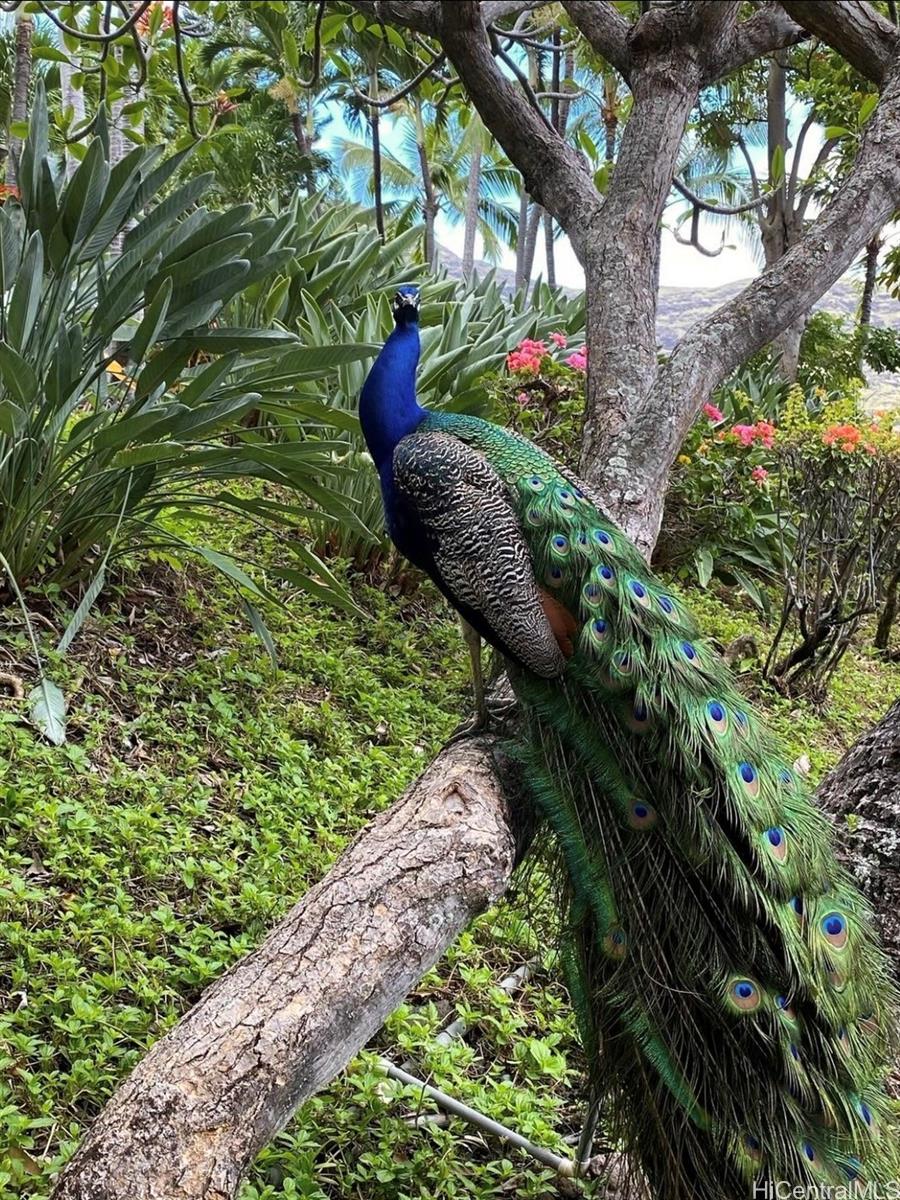 Makaha Valley Pltn condo # 194C, Waianae, Hawaii - photo 24 of 25