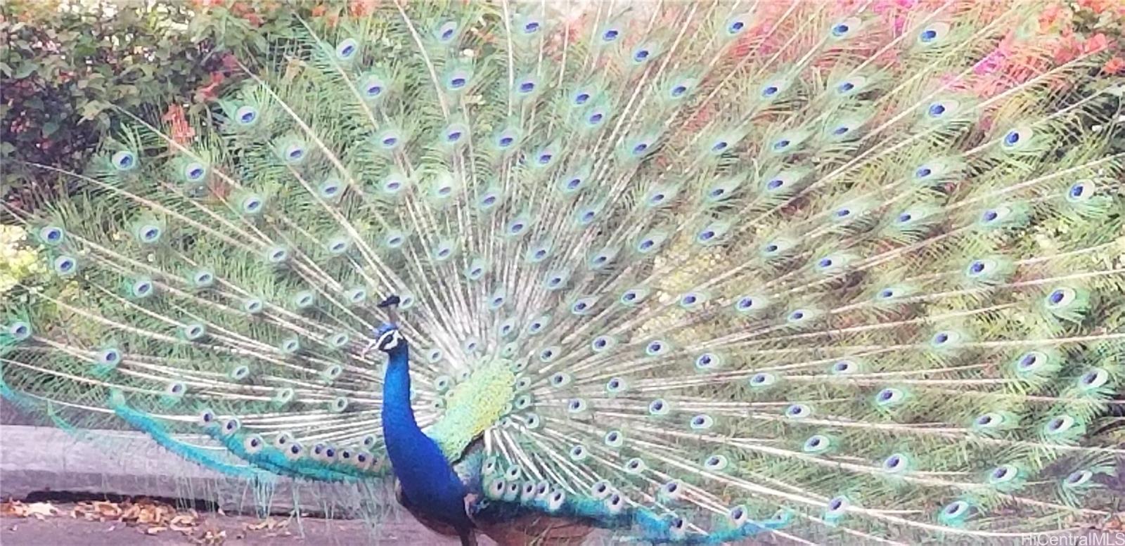 Makaha Valley Towers condo # A703, Waianae, Hawaii - photo 22 of 25