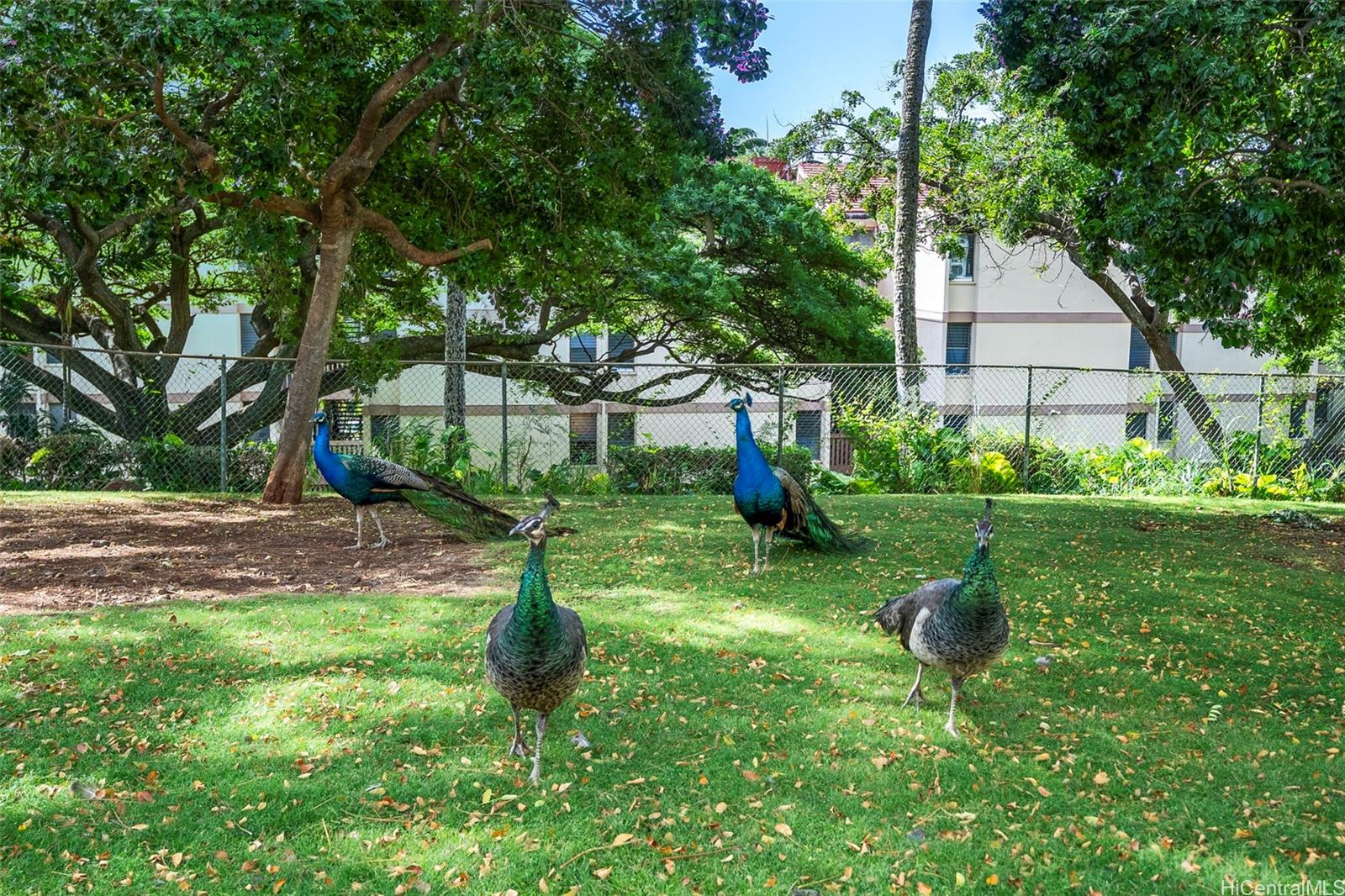 MAKAHA VALLEY TOWERS condo # E820, Waianae, Hawaii - photo 17 of 21