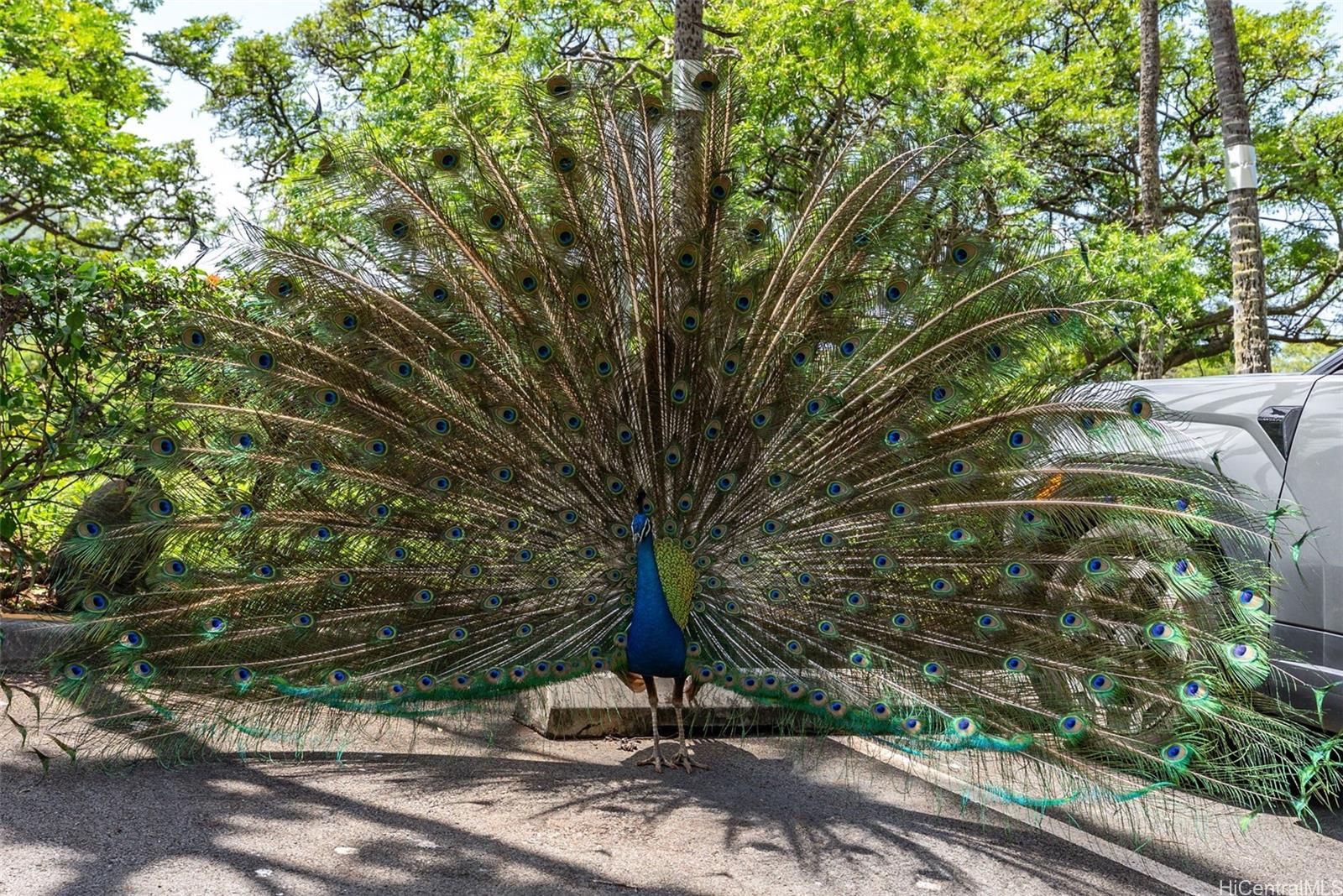 Makaha Valley Towers condo # 330, Waianae, Hawaii - photo 15 of 25