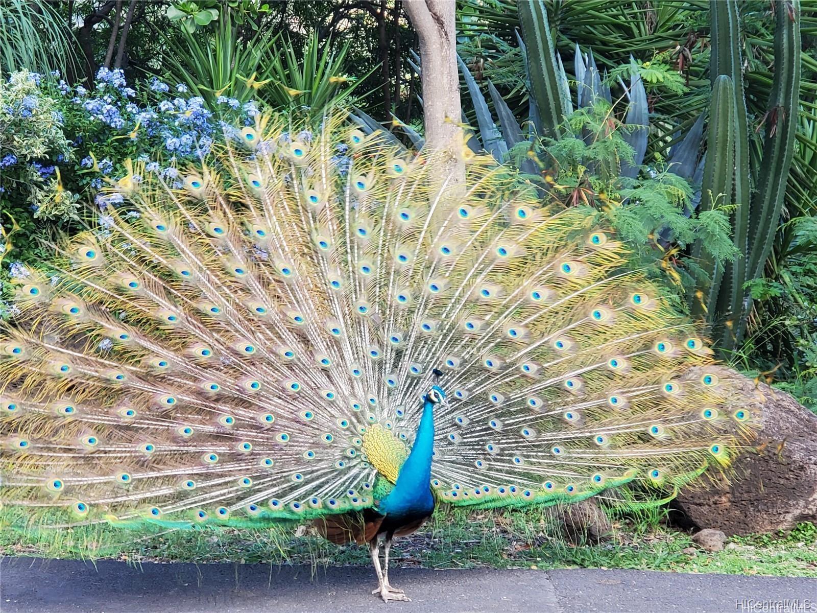 Makaha Valley Pltn condo # 45 C, Waianae, Hawaii - photo 6 of 9