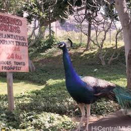 84-754 Ala Mahiku Street Waianae - Rental - photo 2 of 23