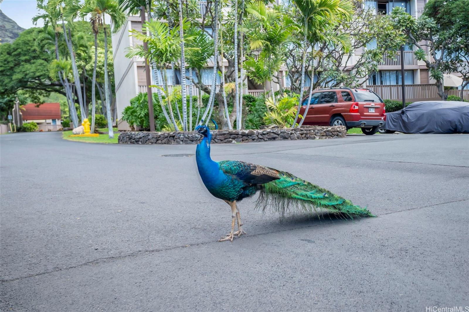 MAKAHA VALLEY PLTN condo # 74B, Waianae, Hawaii - photo 24 of 24