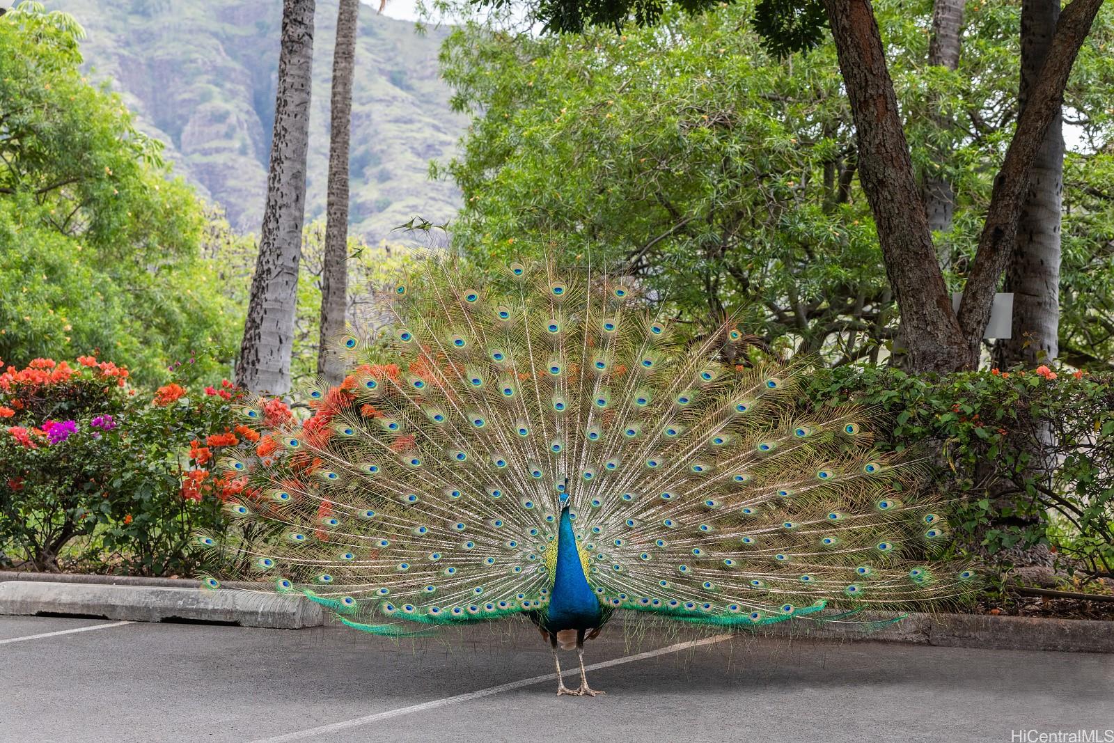 Makaha Valley Towers condo # 739/740, Waianae, Hawaii - photo 20 of 22