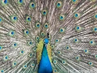 Makaha Valley Towers condo # H1032, Waianae, Hawaii - photo 11 of 23