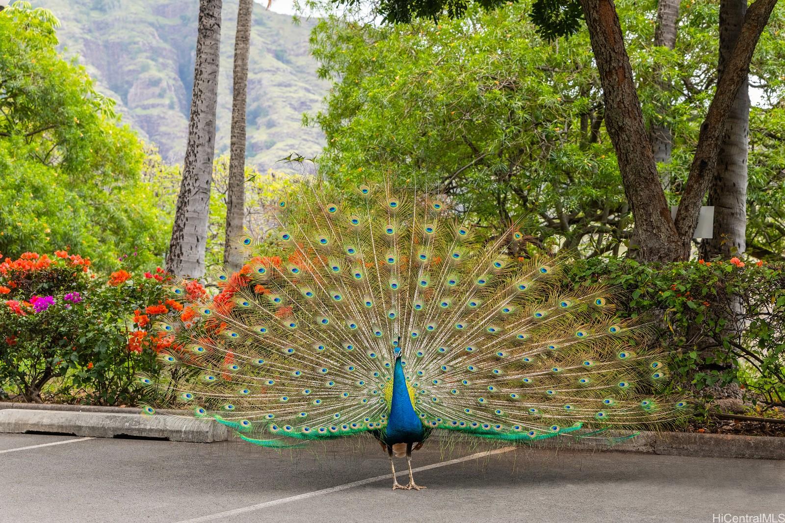Makaha Valley Towers condo # J633, Waianae, Hawaii - photo 22 of 25