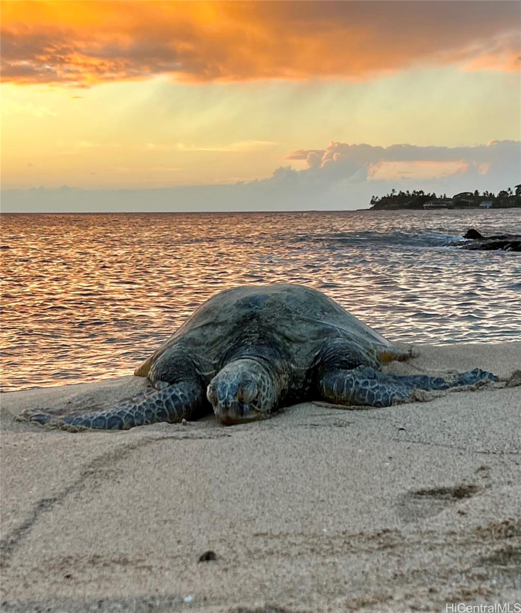 84-781  Moua Street Makaha, Leeward home - photo 17 of 19