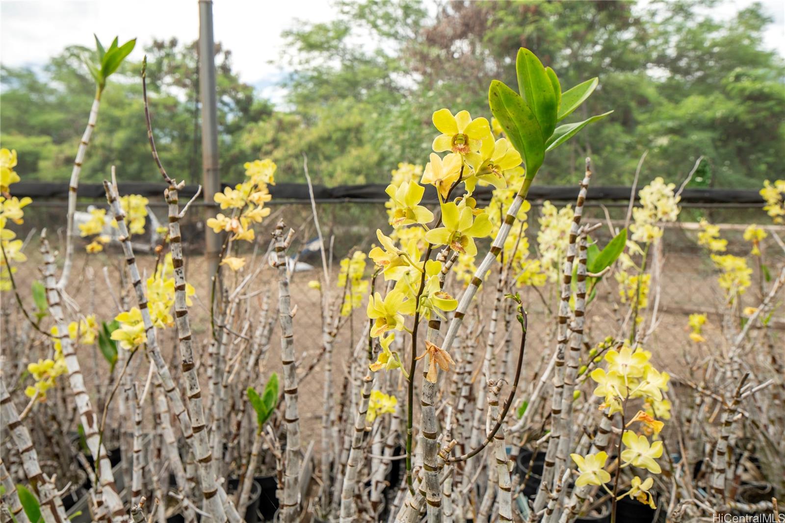 86-347 Halona Road Waianae Oahu commercial real estate photo6 of 22