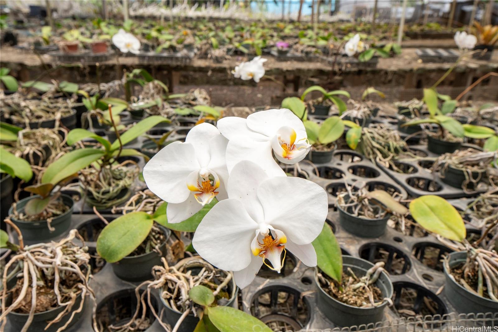 86-347 Halona Road Waianae Oahu commercial real estate photo7 of 22