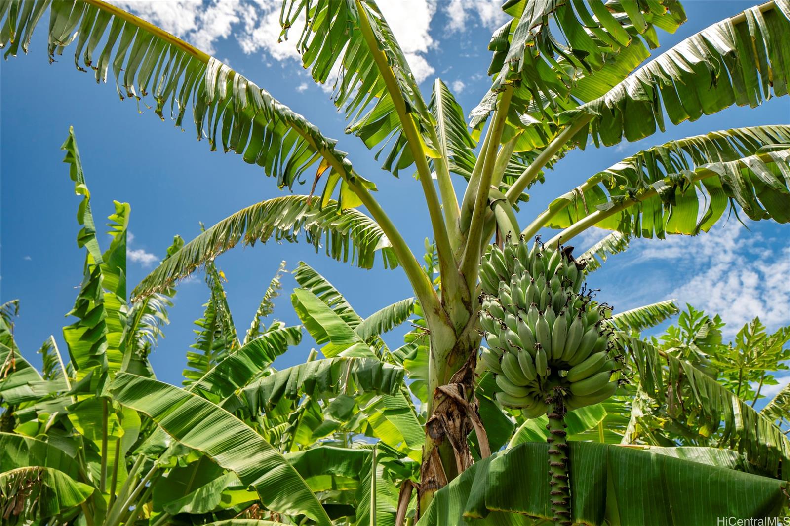 86-347 Halona Road Waianae Oahu commercial real estate photo8 of 22
