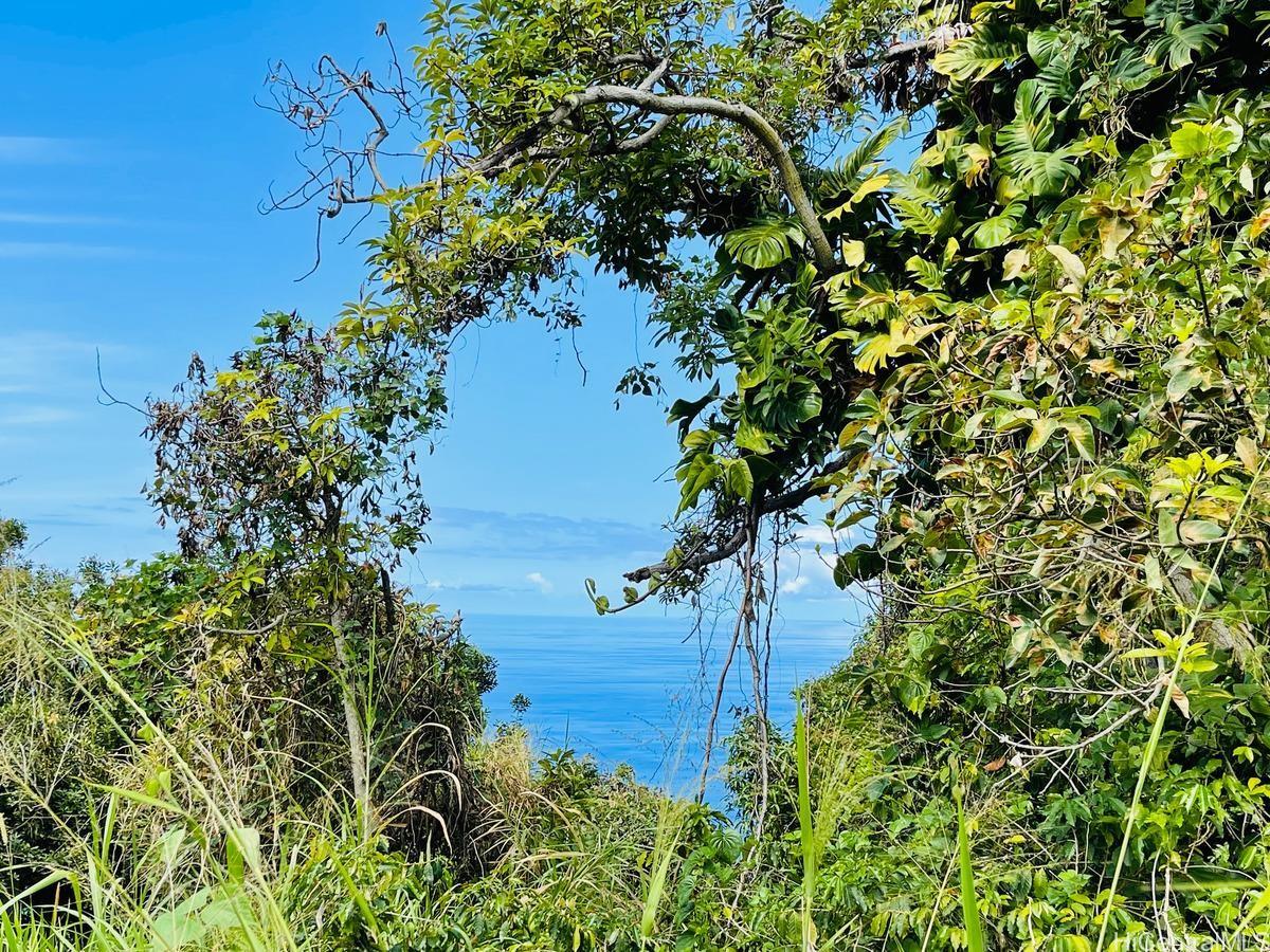 87-2721 Hawaii Belt Rd  Captain Cook, Hi vacant land for sale - photo 12 of 20