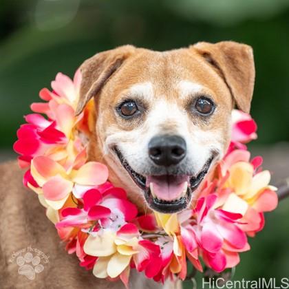 Sandalwood condo # 308, Honolulu, Hawaii - photo 18 of 20