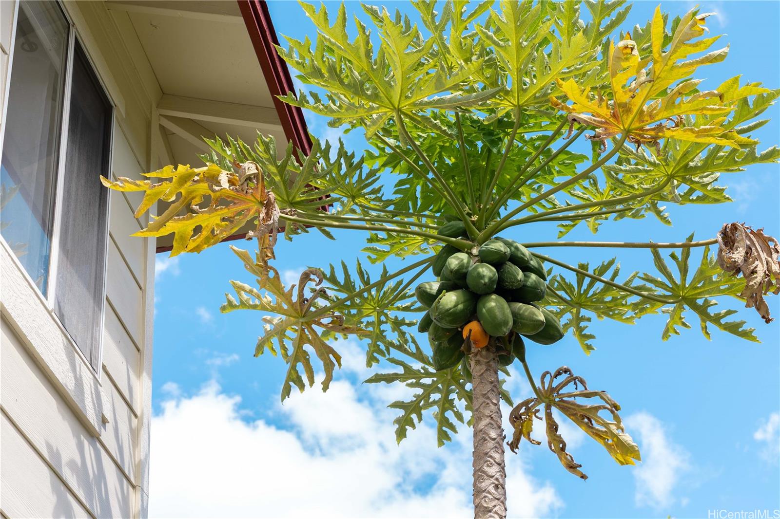 Ewa by Gentry townhouse # 10A, Ewa Beach, Hawaii - photo 15 of 16