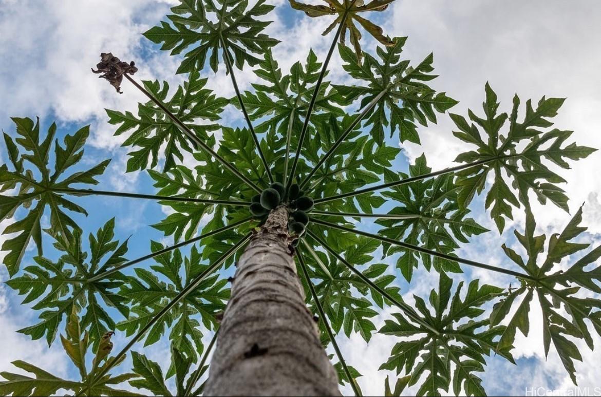 91-313  Hoalauna Place Ewa Gen Prescott, Ewaplain home - photo 23 of 23