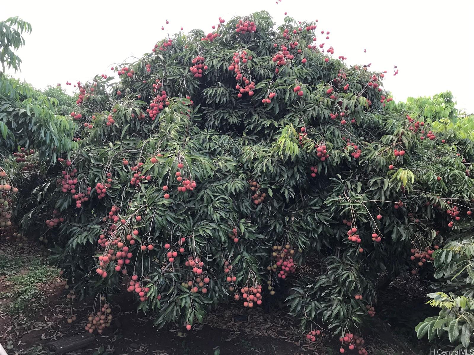 94-1100 Kunia Road 0045 B Waipahu, Hi vacant land for sale - photo 2 of 8