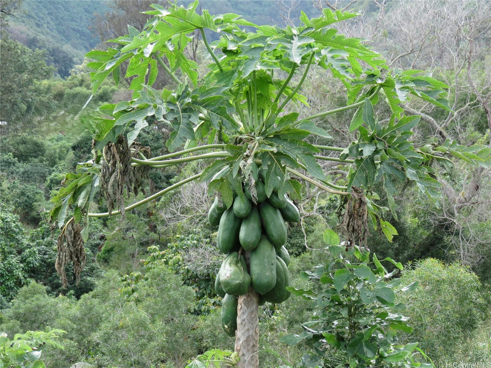 94-1100 Kunia Road 42F Waipahu, Hi vacant land for sale - photo 17 of 25
