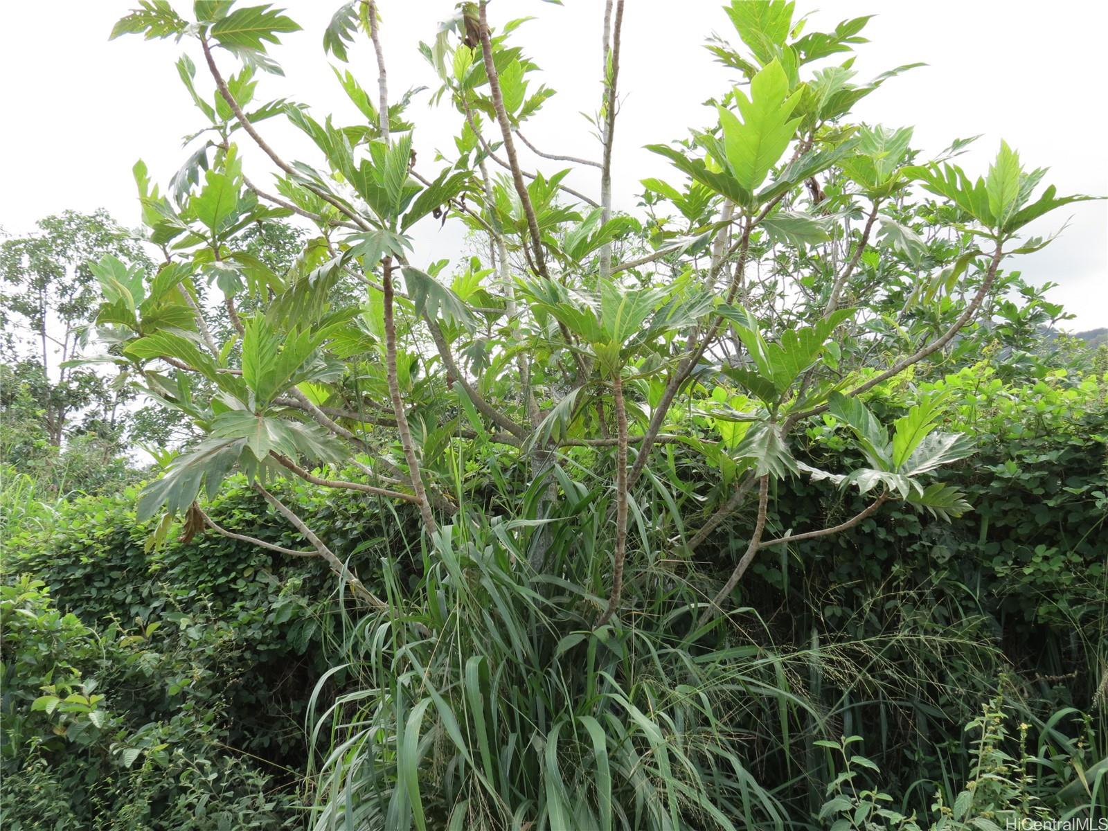 94-1100 Kunia Road 42F Waipahu, Hi vacant land for sale - photo 22 of 25