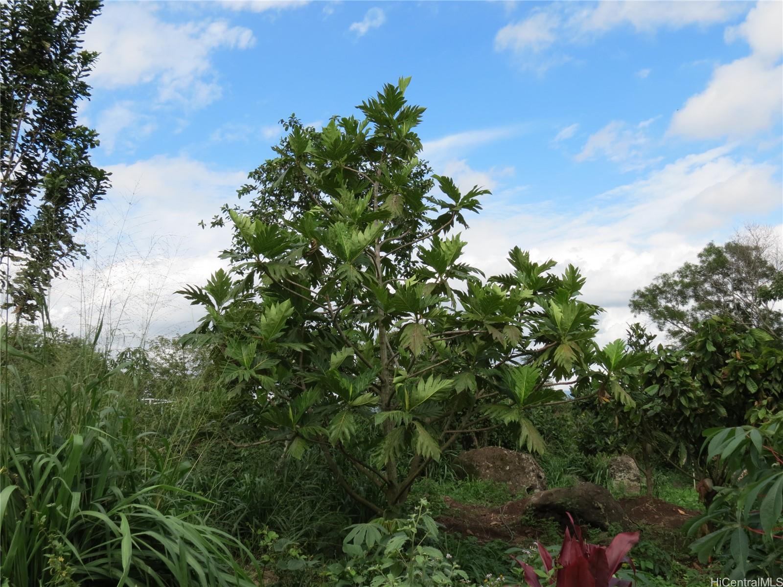 94-1100 Kunia Road 42F Waipahu, Hi vacant land for sale - photo 23 of 25