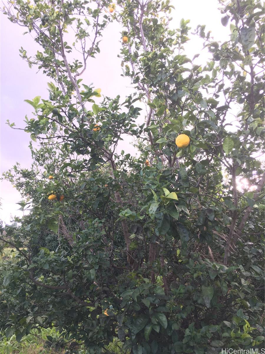 94-1100 KUNIA Road Waipahu Oahu commercial real estate photo2 of 6