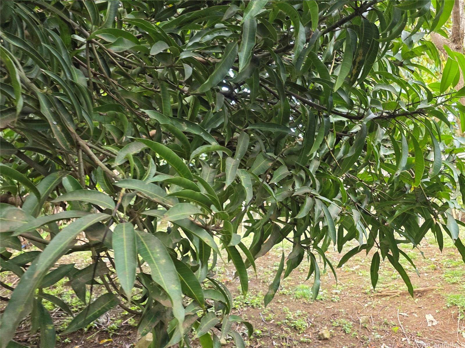 94-1100 Kunia Road 86F Waipahu, Hi vacant land for sale - photo 4 of 17