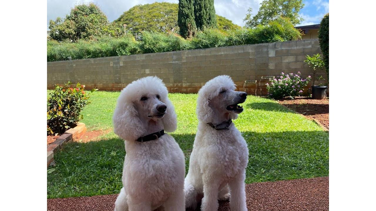 94-396 Makalu Loop Mililani - Rental - photo 25 of 25