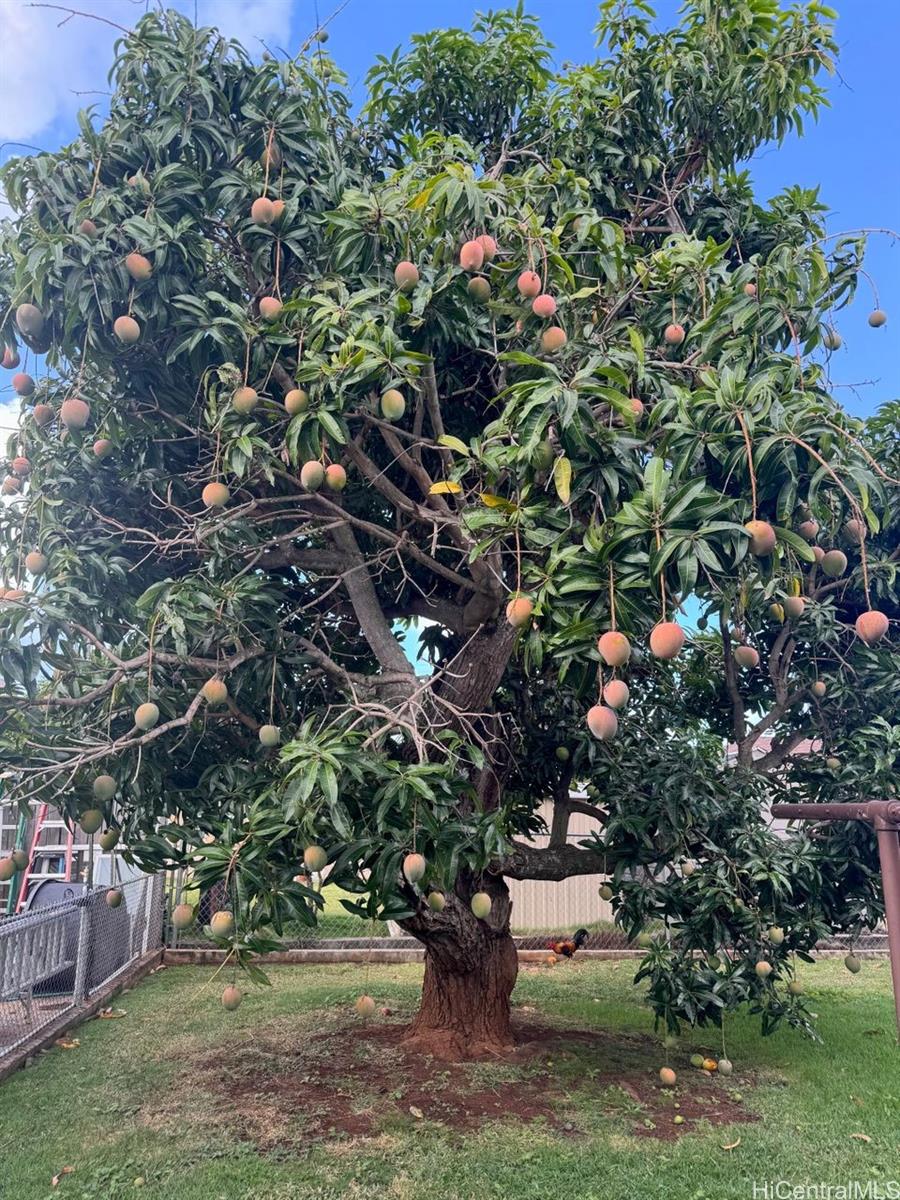 98-219  Pahemo Street Waimalu, PearlCity home - photo 22 of 24