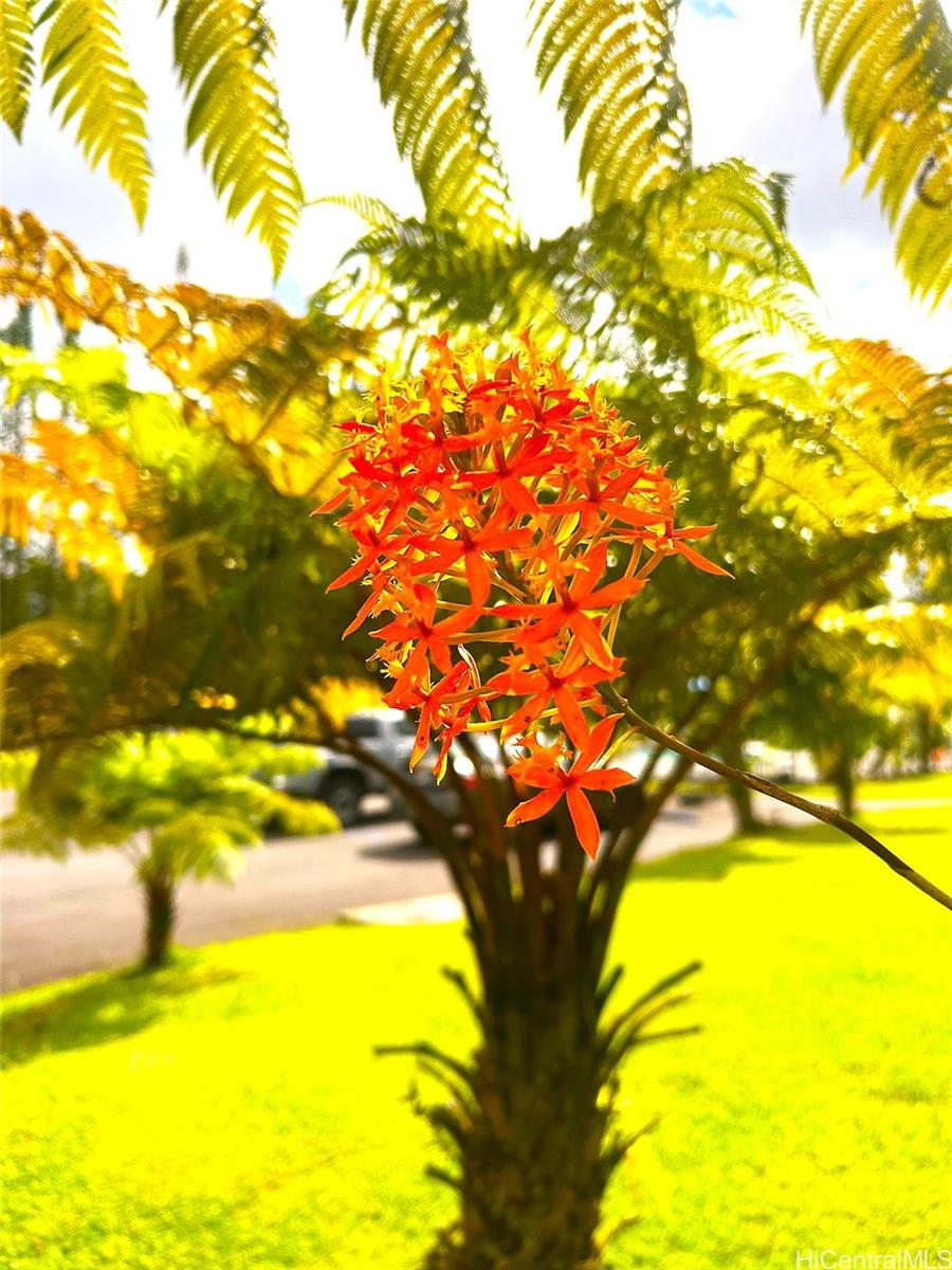 0 Ginger Rd  Pahoa, Hi vacant land for sale - photo 3 of 5