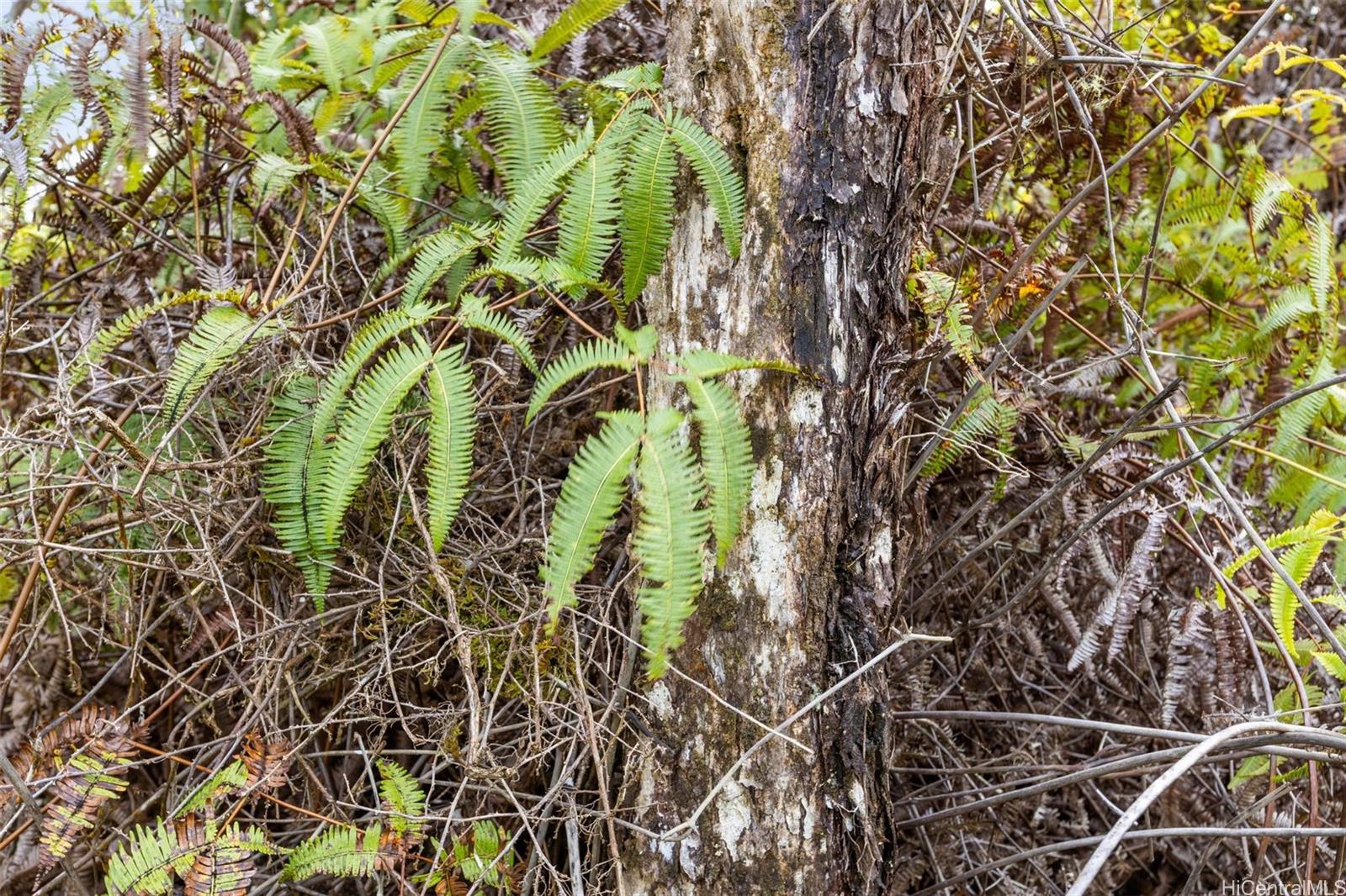 tbd Mokuna Street  Volcano, Hi vacant land for sale - photo 11 of 25