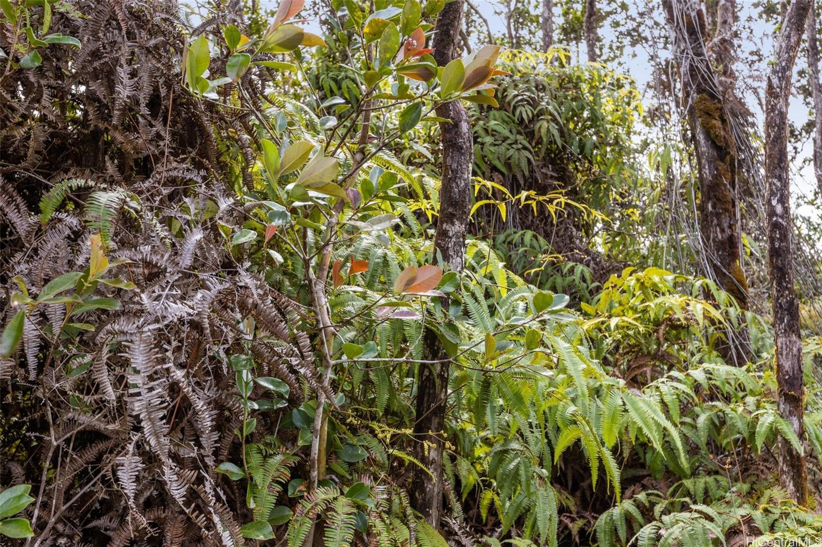 tbd Mokuna Street  Volcano, Hi vacant land for sale - photo 12 of 25