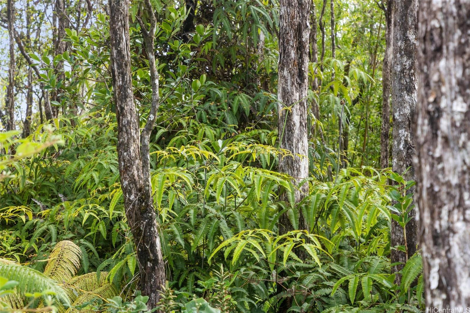 tbd Mokuna Street  Volcano, Hi vacant land for sale - photo 13 of 25