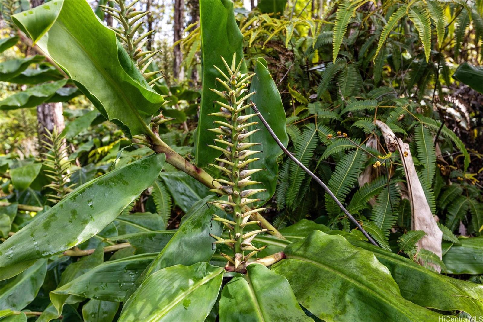 tbd Mokuna Street  Volcano, Hi vacant land for sale - photo 4 of 25