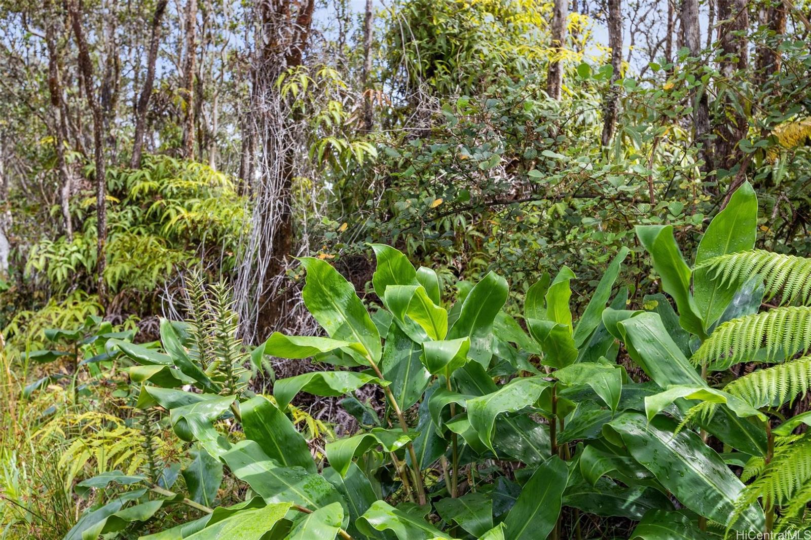 tbd Mokuna Street  Volcano, Hi vacant land for sale - photo 5 of 25