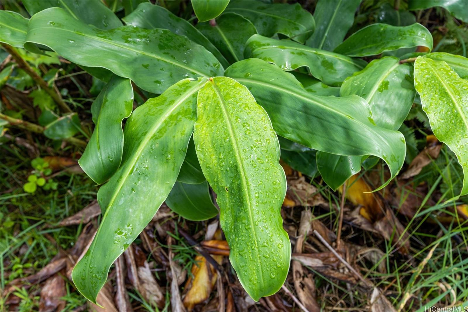 tbd Mokuna Street  Volcano, Hi vacant land for sale - photo 6 of 25