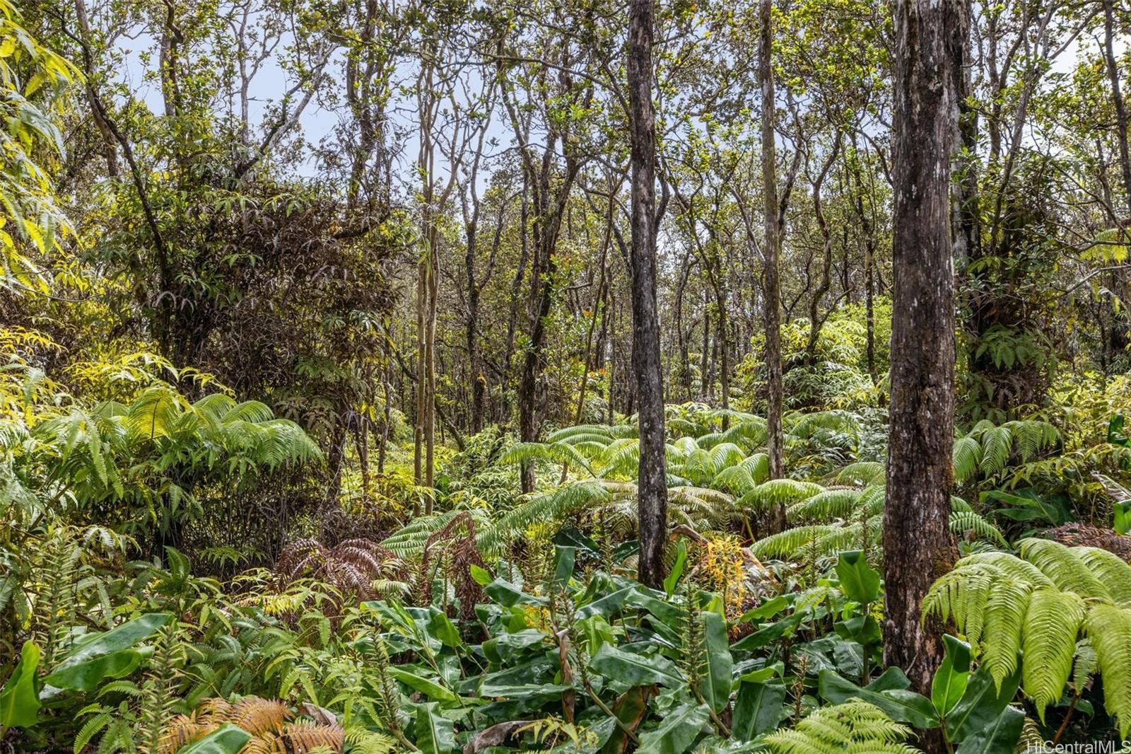 tbd Mokuna Street  Volcano, Hi vacant land for sale - photo 8 of 25