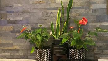 Executive Centre condo # 1611, Honolulu, Hawaii - photo 6 of 25