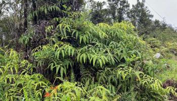 11-2688 Kilinahe Rd  Volcano, Hi vacant land for sale - photo 6 of 6