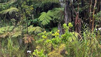 11-2862 Kaleponi Rd  Volcano, Hi vacant land for sale - photo 3 of 7