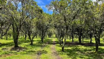 14-5079 Puua Road  Pahoa, Hi vacant land for sale - photo 4 of 25