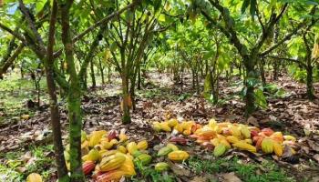 16-1774 40th Ave  Keaau, Hi vacant land for sale - photo 1 of 1