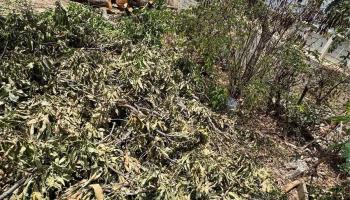 1751  Ahuula Street Kapalama, Honolulu home - photo 4 of 5