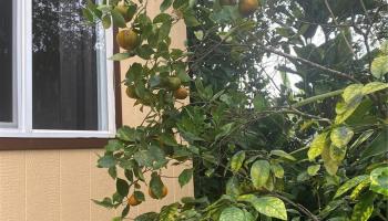 2239  California Ave Wahiawa Heights, Central home - photo 4 of 10