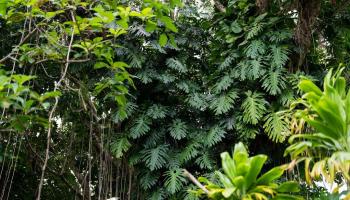 3242 Pelekane Drive  Honolulu, Hi vacant land for sale - photo 6 of 15