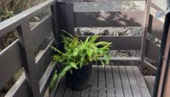 54 Hialoa St Honolulu - Rental - photo 2 of 12