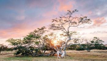 56-2864 Akoni Pule Hwy Hawi Big Island commercial real estate photo6 of 6