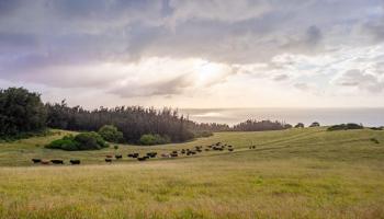 58-248 Kamehameha Hwy C1 Haleiwa, Hi vacant land for sale - photo 5 of 15