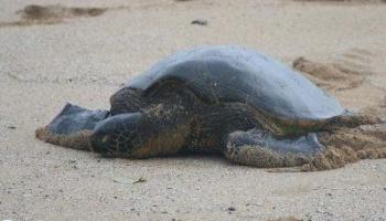 61-313 Kamehameha Hwy Haleiwa - Rental - photo 6 of 17